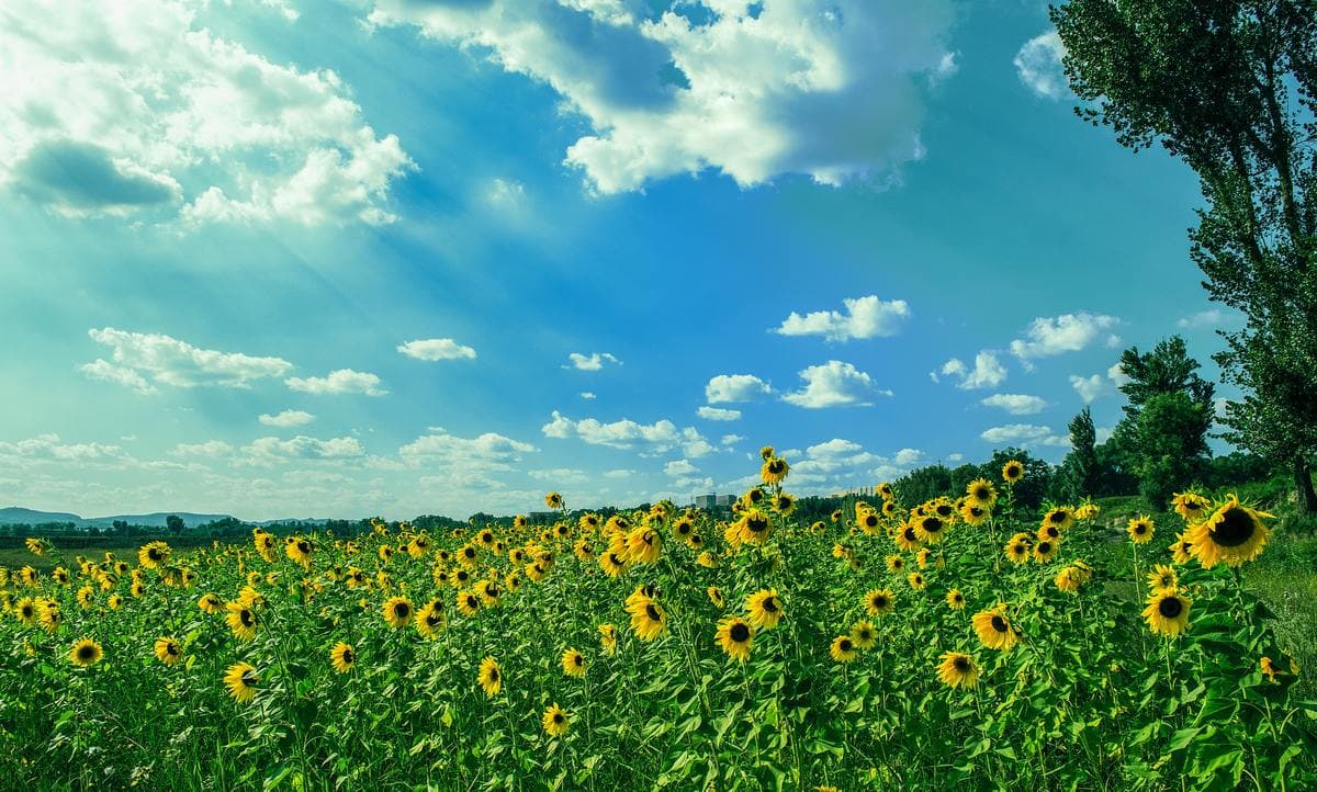 De zomer komt er weer aan waar moet je op letten bij het inzetten van vakantiekrachten